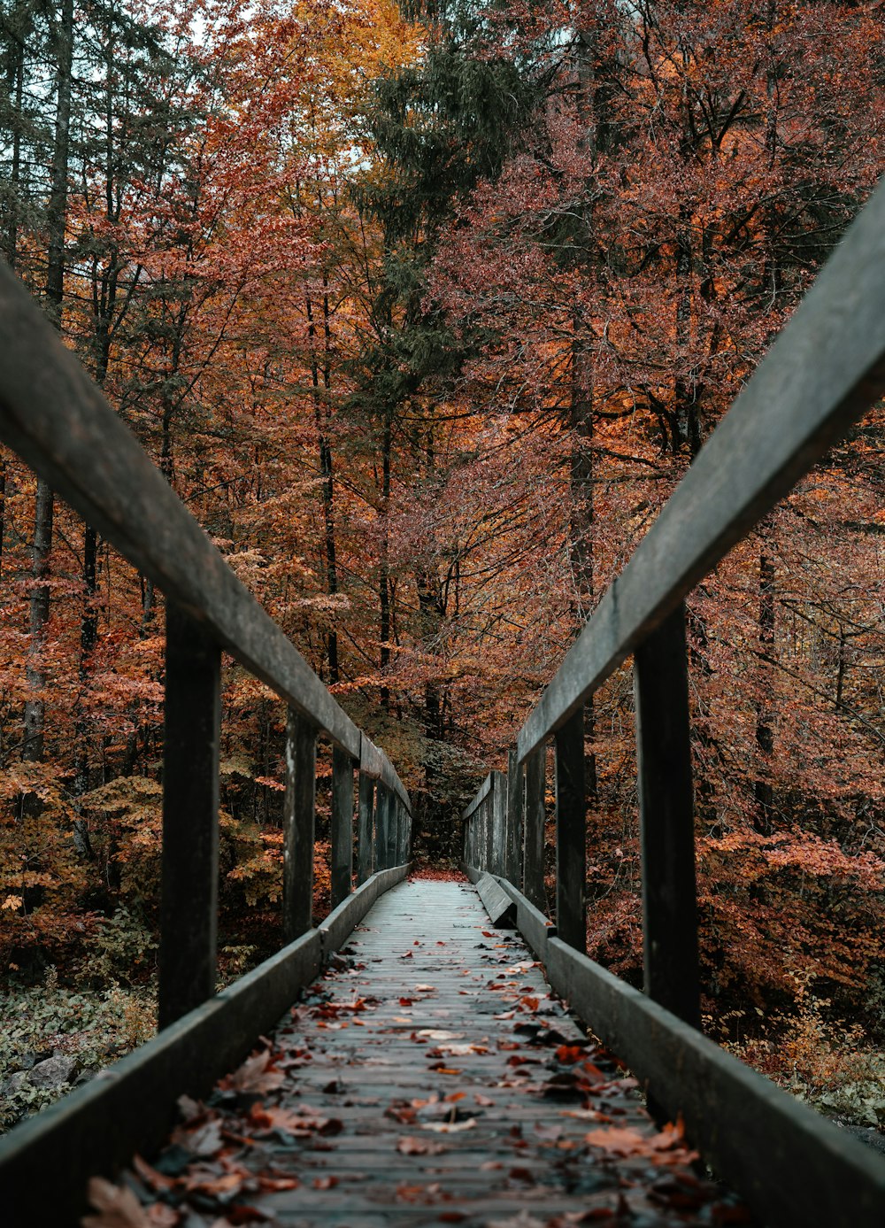 Puente de madera marrón en el bosque durante el día