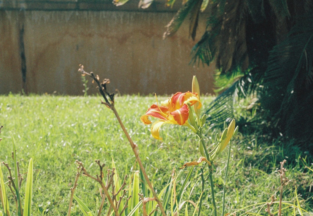 red flower on green grass field