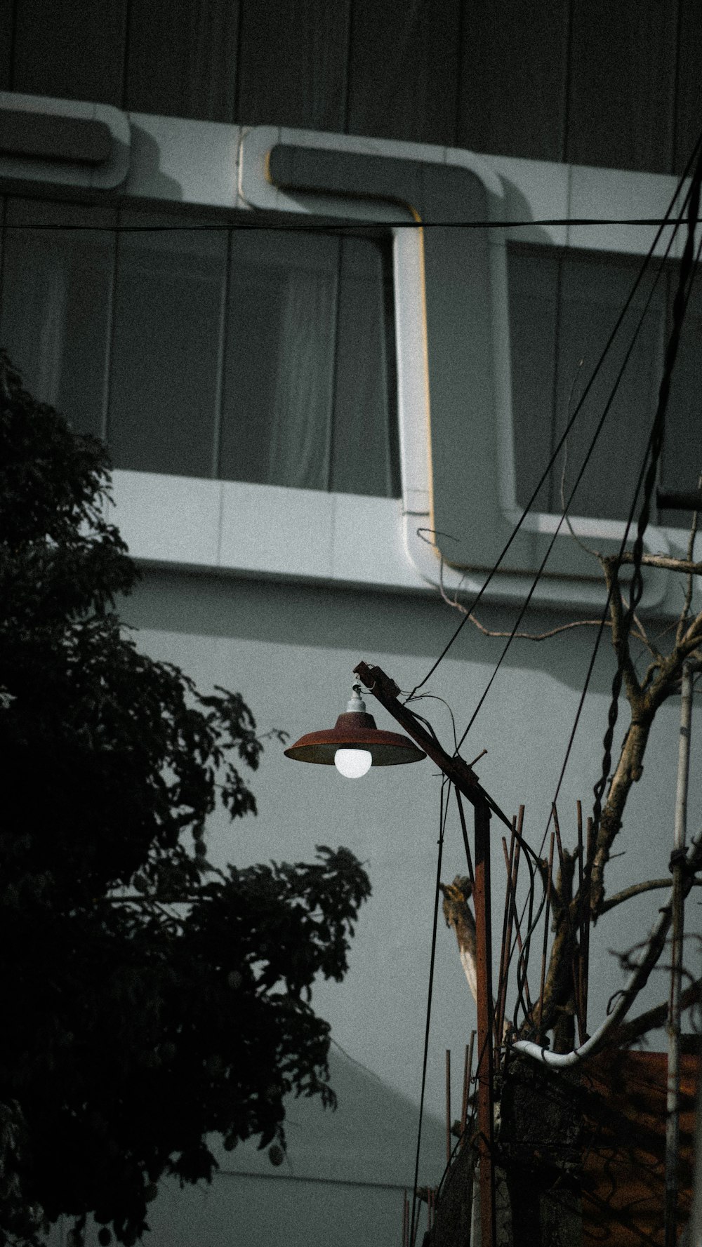 red bird on brown tree branch during daytime