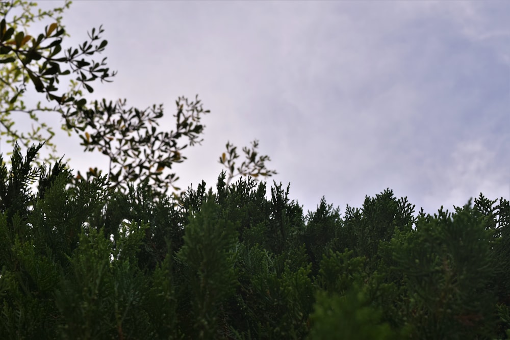 green trees under gray sky