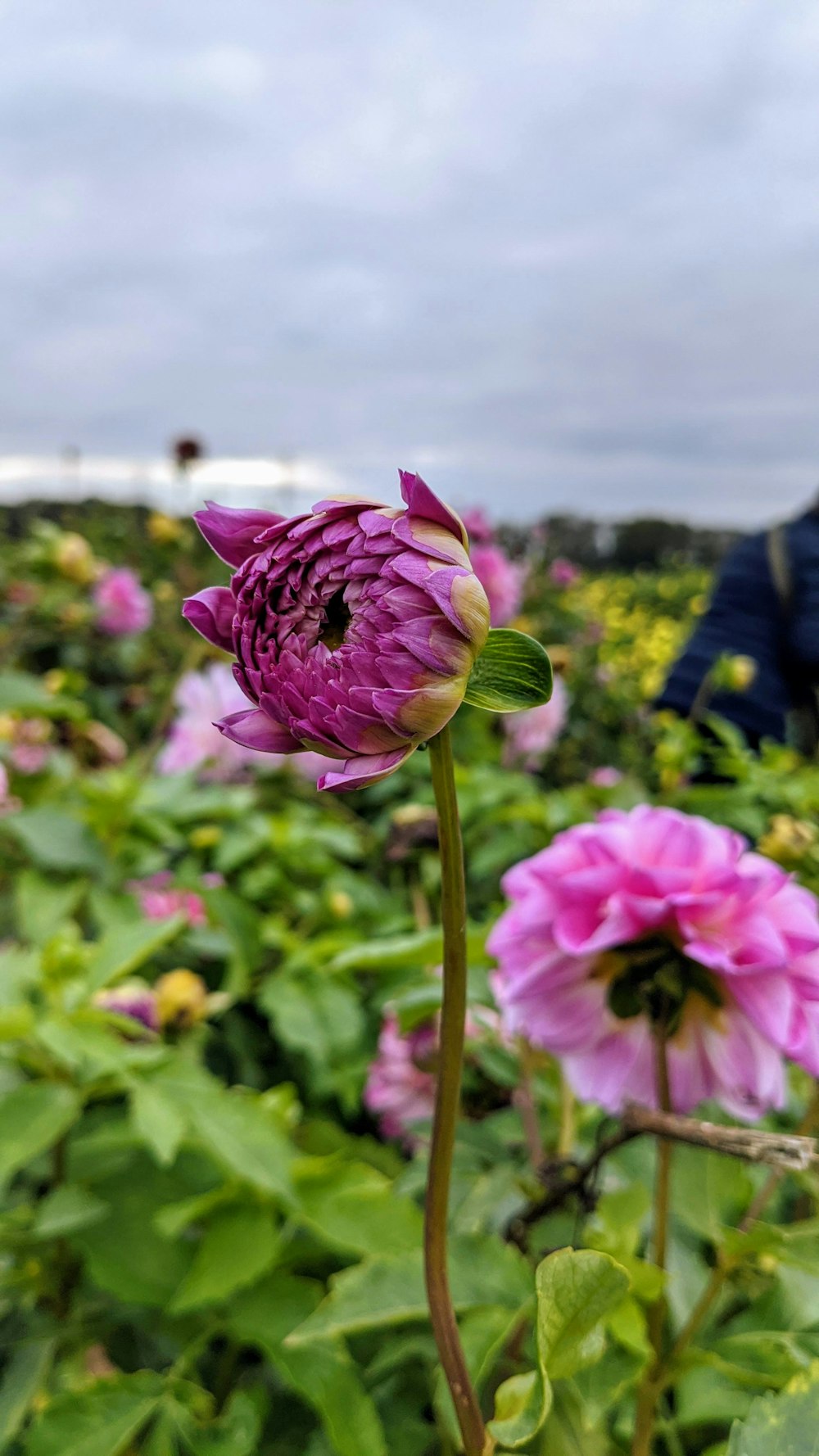 pink flower in tilt shift lens