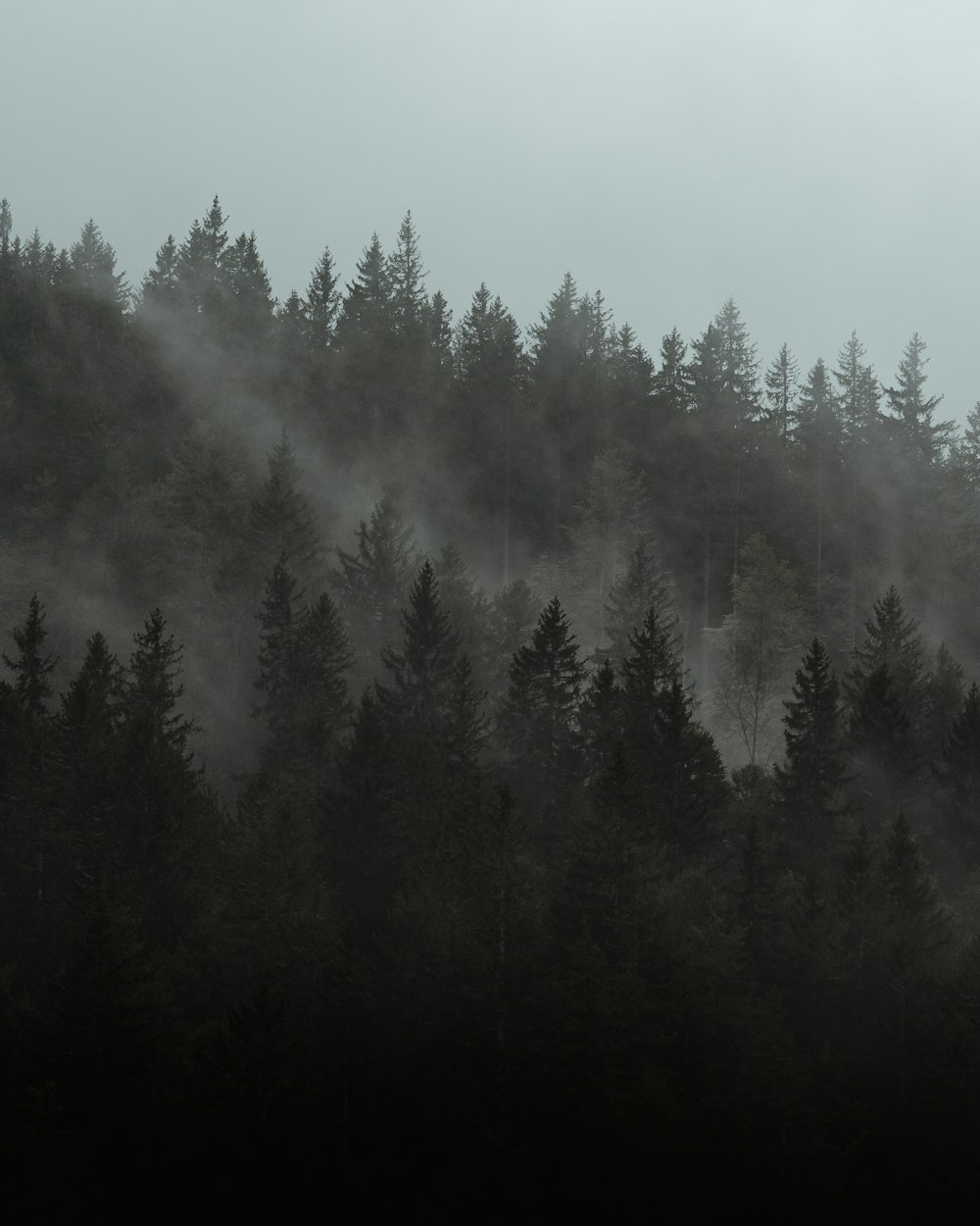 grüne Kiefern mit Nebel bedeckt