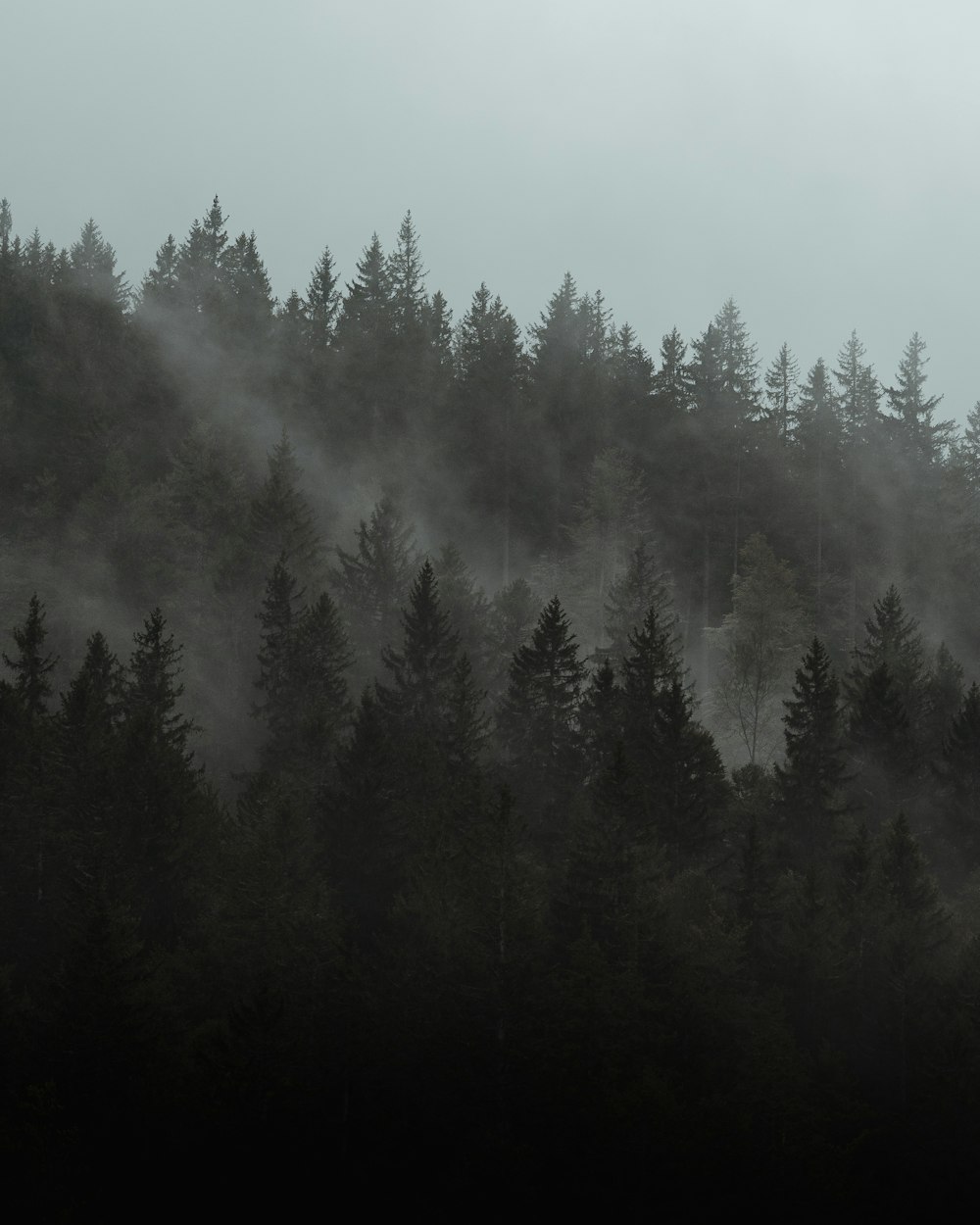 green pine trees covered with fog