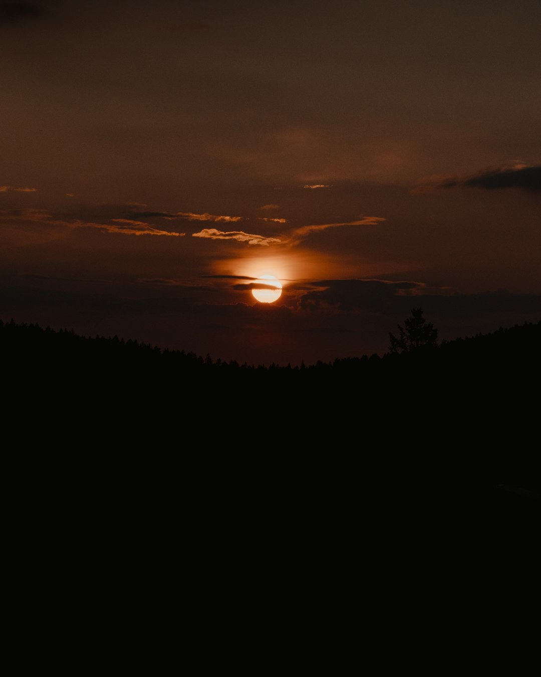 silhouette of trees during sunset