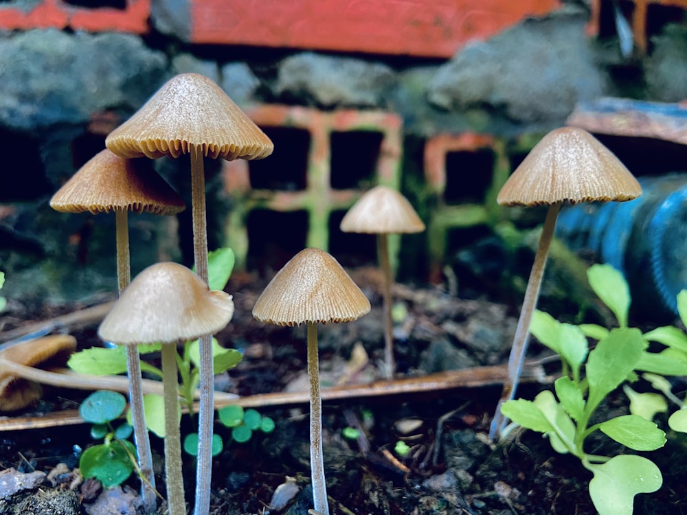 braune Pilze tagsüber auf dem Boden