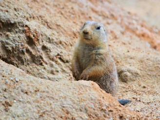 A close-up of a black-tailed prairie dog standing alert at the entrance of its burrow, with the vast Great Plains stretching out behind it under a bright blue sky.