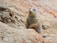 Close-up of a black-tailed prairie dog standing alert near its burrow.