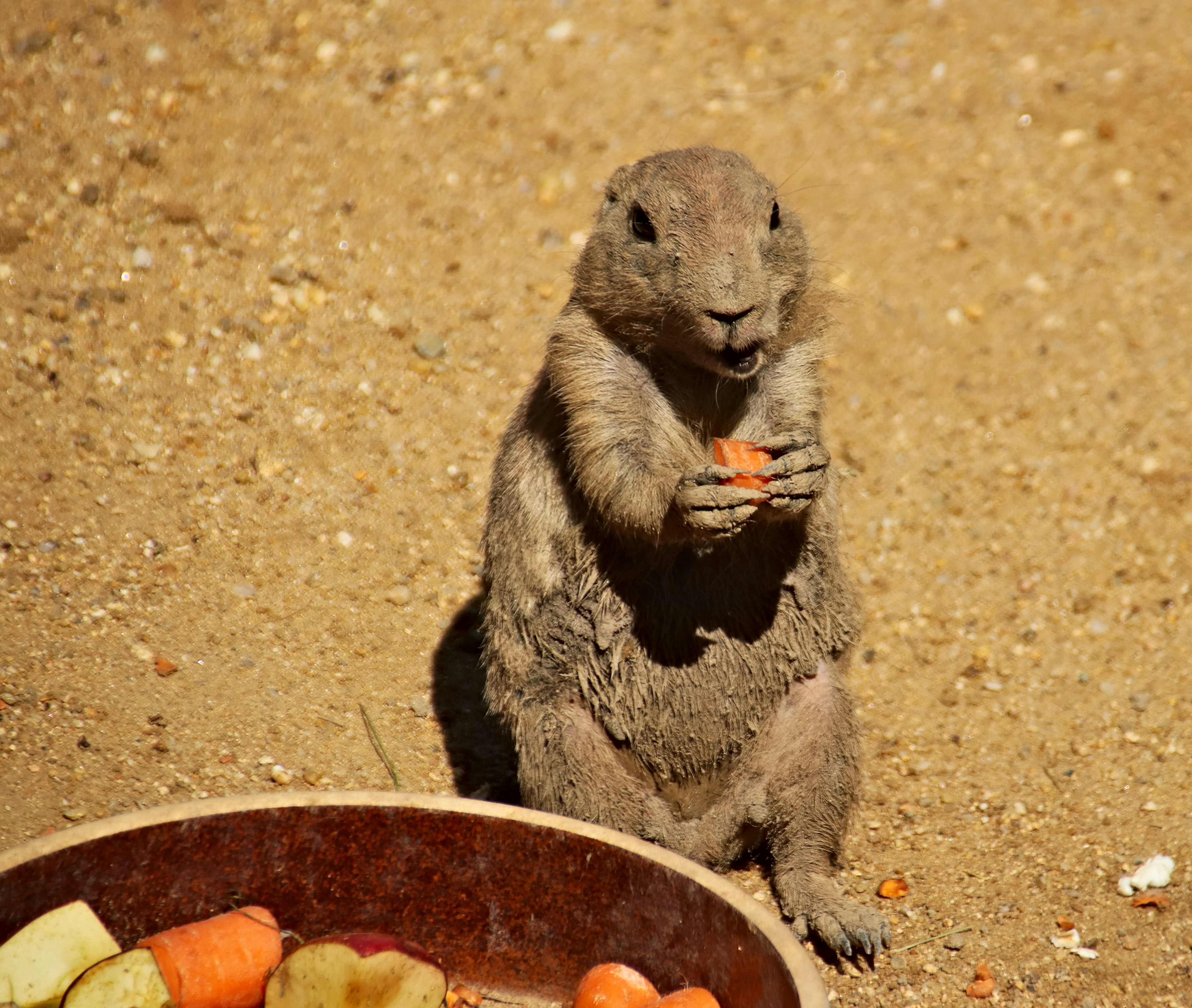 Gray ground squirrel stands on dusty ground, holding an orange carrot beside a bowl of chopped vegetables. This photograph captures a wildlife moment of a rodent foraging in a desert-like setting.