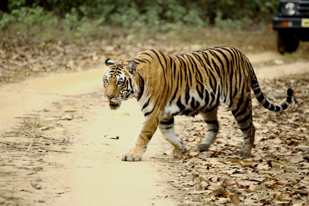tiger walking on brown sand during daytime