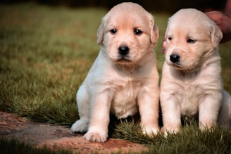Two fluffy golden retriever puppies sit on the grass, looking towards the camera with curious expressions. A person's hand gently supports the puppy on the right.