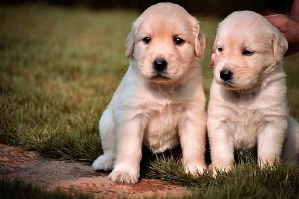 Two fluffy golden retriever puppies sit on the grass, looking towards the camera with curious expressions. A person's hand gently supports the puppy on the right.