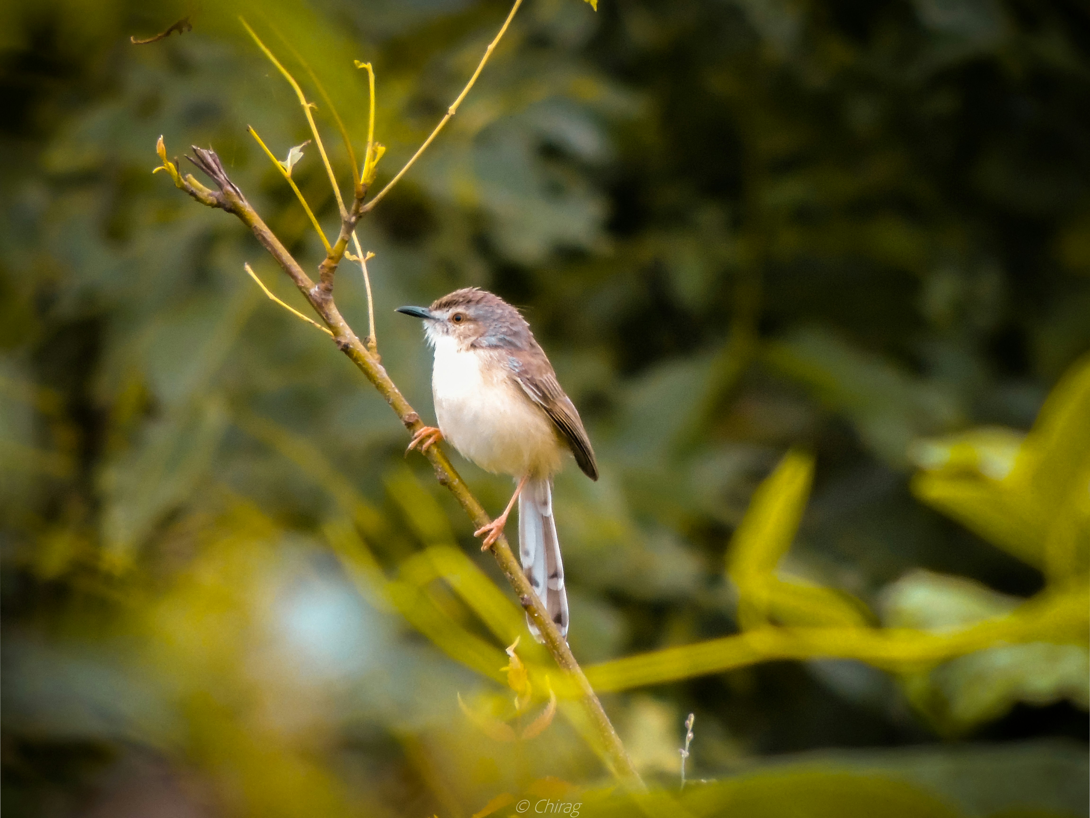 brown and white bird on green plant stem