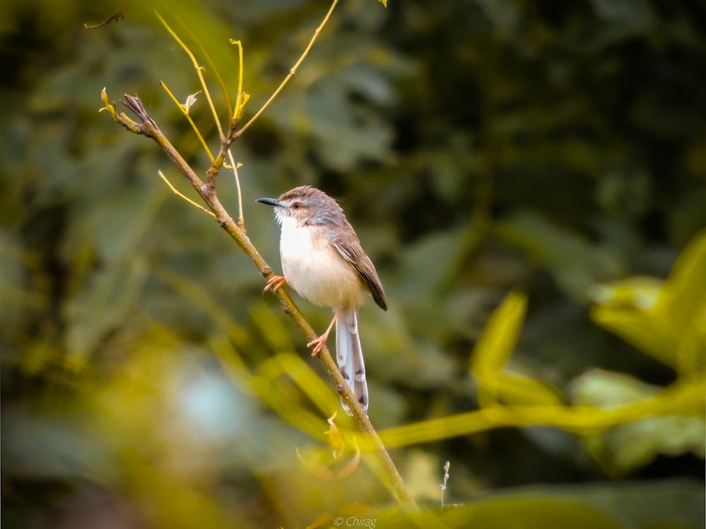 brown and white bird on green plant stem
