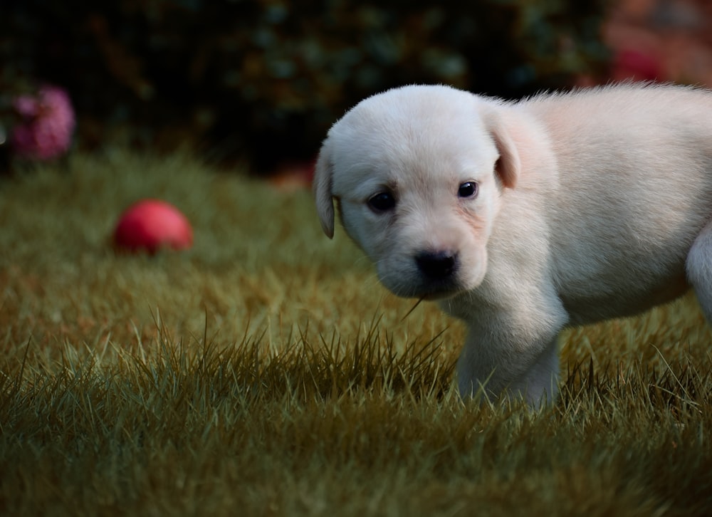 white puppy on green grass field