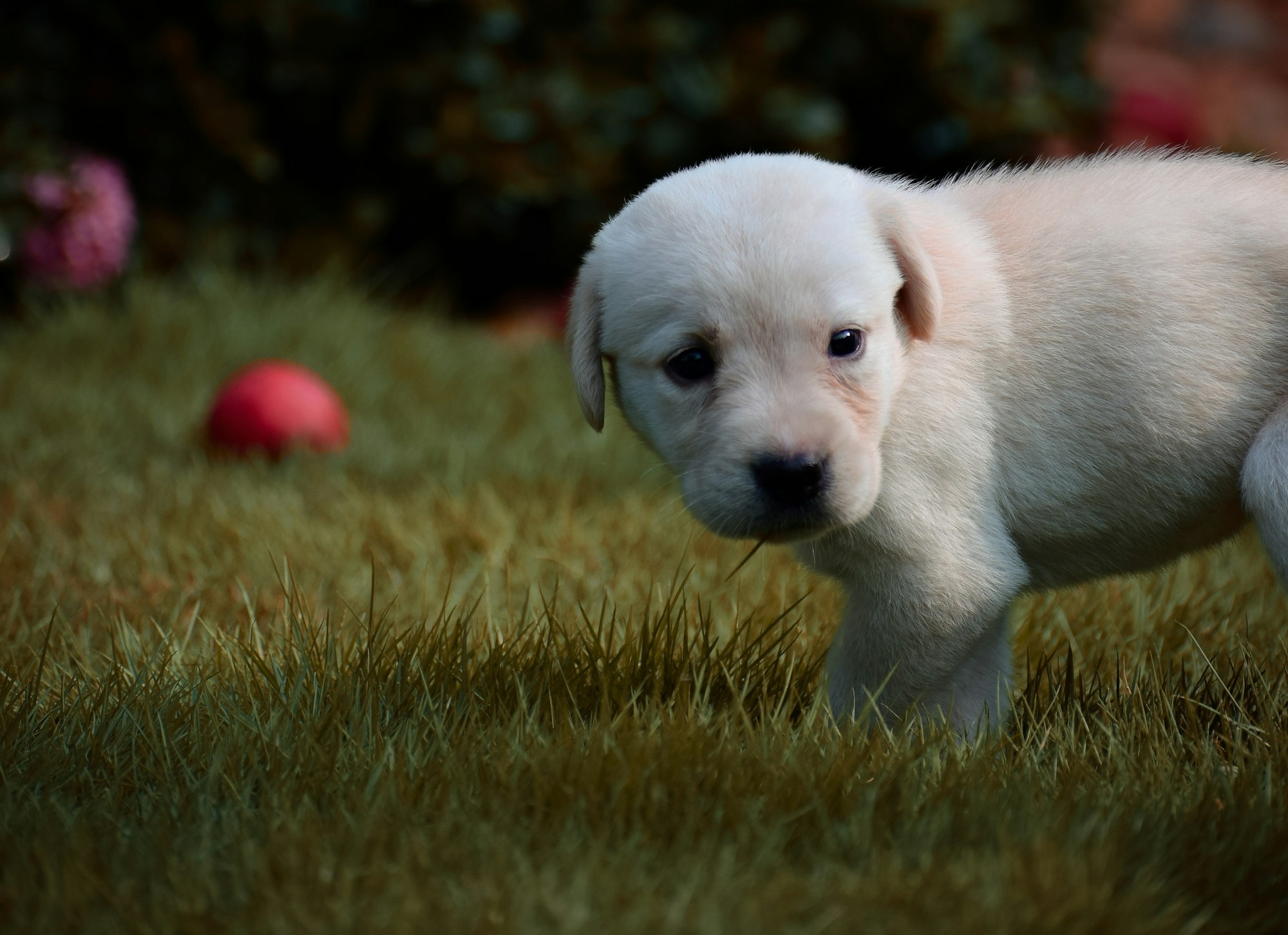 white puppy on green grass field