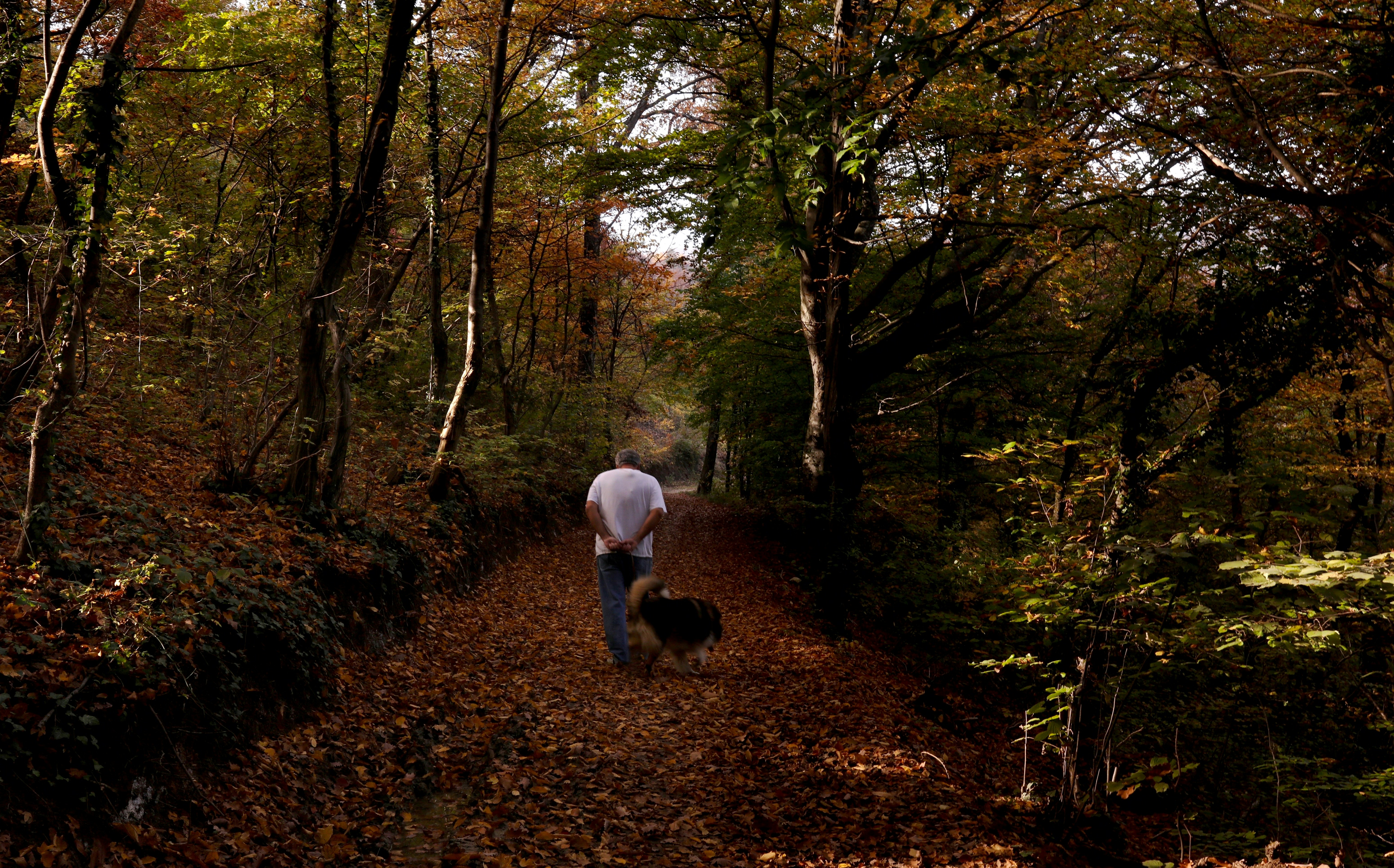 Man in white shirt and blue denim jeans walking on brown dried leaves on ground surrounded