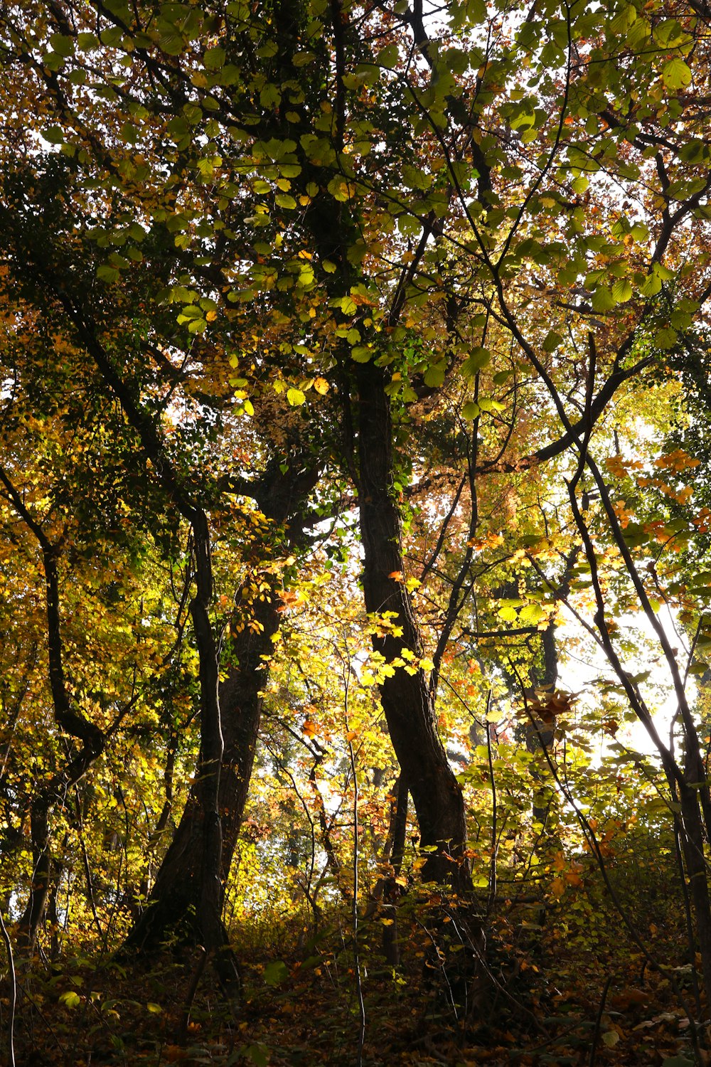 yellow and green leaf trees