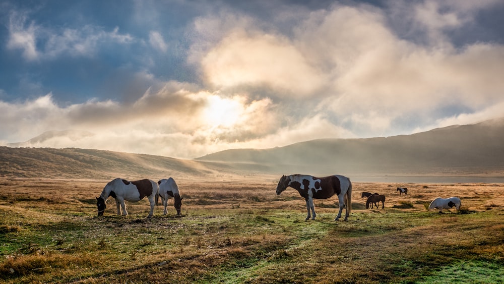 white and black horses on green grass field under white clouds during daytime