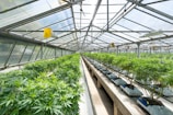 A greenhouse filled with rows of lush green plants under a metal and glass roof. The plants are organized neatly in bags filled with soil, and the space is well-lit with natural light. The structure appears spacious with a long central aisle.