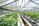 A greenhouse filled with rows of lush green plants under a metal and glass roof. The plants are organized neatly in bags filled with soil, and the space is well-lit with natural light. The structure appears spacious with a long central aisle.