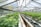 A greenhouse filled with rows of lush green plants under a metal and glass roof. The plants are organized neatly in bags filled with soil, and the space is well-lit with natural light. The structure appears spacious with a long central aisle.