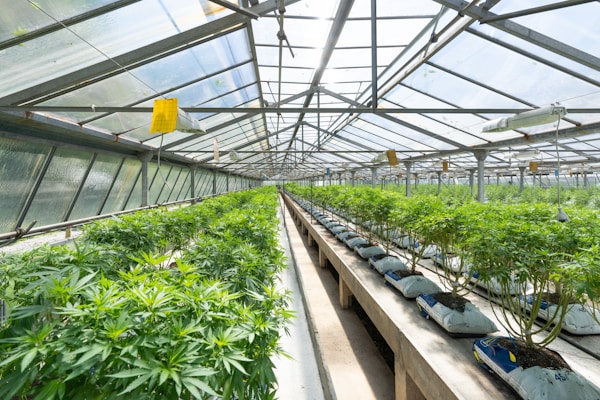 A greenhouse filled with rows of lush green plants under a metal and glass roof. The plants are organized neatly in bags filled with soil, and the space is well-lit with natural light. The structure appears spacious with a long central aisle.
