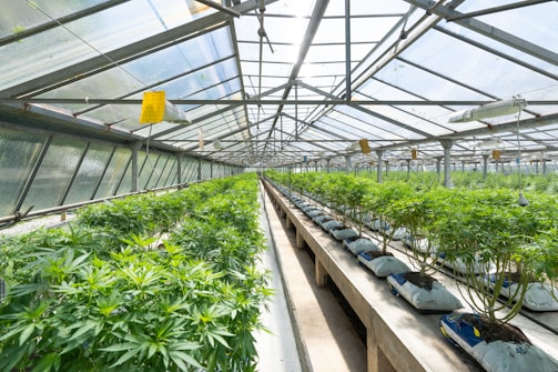 A greenhouse filled with rows of lush green plants under a metal and glass roof. The plants are organized neatly in bags filled with soil, and the space is well-lit with natural light. The structure appears spacious with a long central aisle.