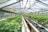 A greenhouse filled with rows of lush green plants under a metal and glass roof. The plants are organized neatly in bags filled with soil, and the space is well-lit with natural light. The structure appears spacious with a long central aisle.