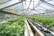 A greenhouse filled with rows of lush green plants under a metal and glass roof. The plants are organized neatly in bags filled with soil, and the space is well-lit with natural light. The structure appears spacious with a long central aisle.
