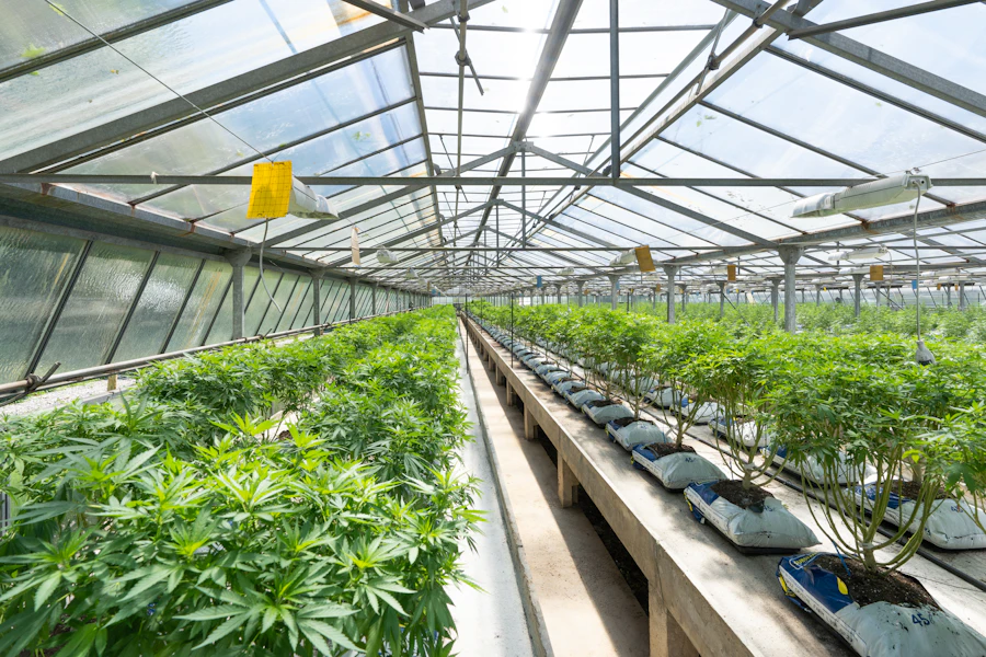 Cannabis plants in a greenhouse