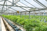 green plants on greenhouse during daytime