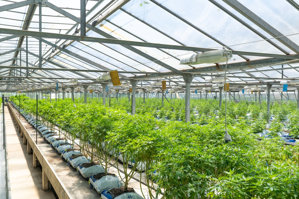 Plantes vertes sur la serre pendant la journée