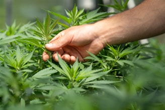 person holding green grass during daytime