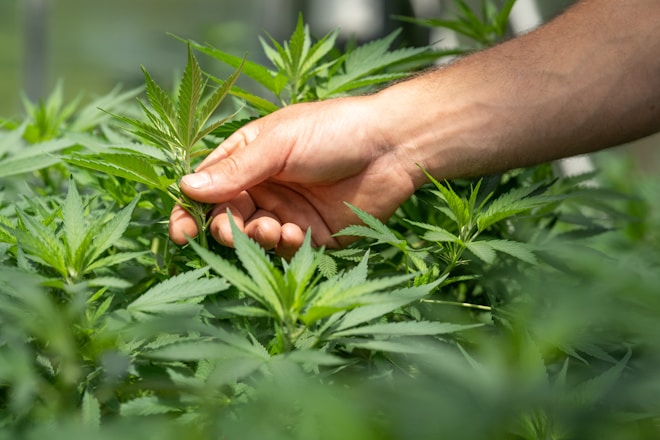 person holding green grass during daytime