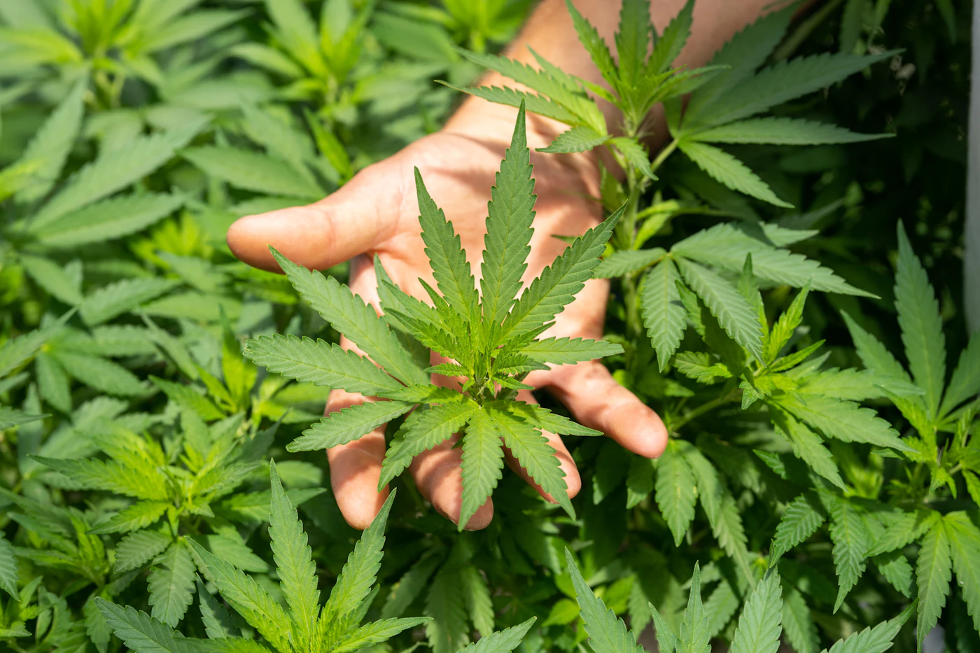 Plant de chanvre vert tenu dans une main