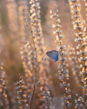 Papillon bleu sur tige de fleur séchée, symbole de douceur et de transformation