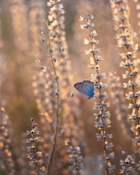 blue butterfly perched on brown plant during daytime