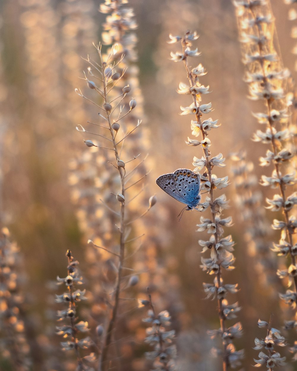 Blauer Schmetterling sitzt tagsüber auf brauner Pflanze