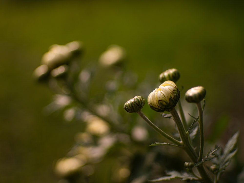 boutons floraux bruns et blancs