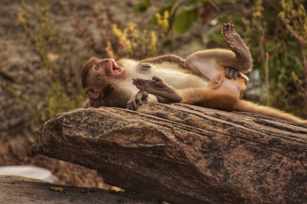 brown monkey on brown tree trunk during daytime