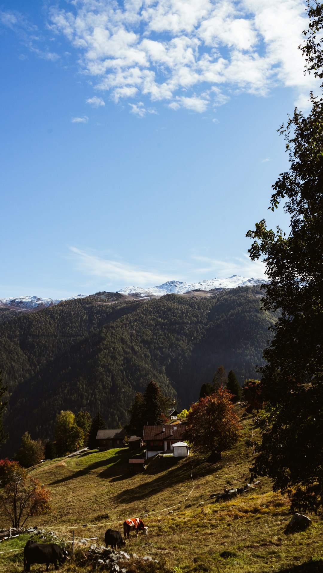 green trees on mountain under blue sky during daytime