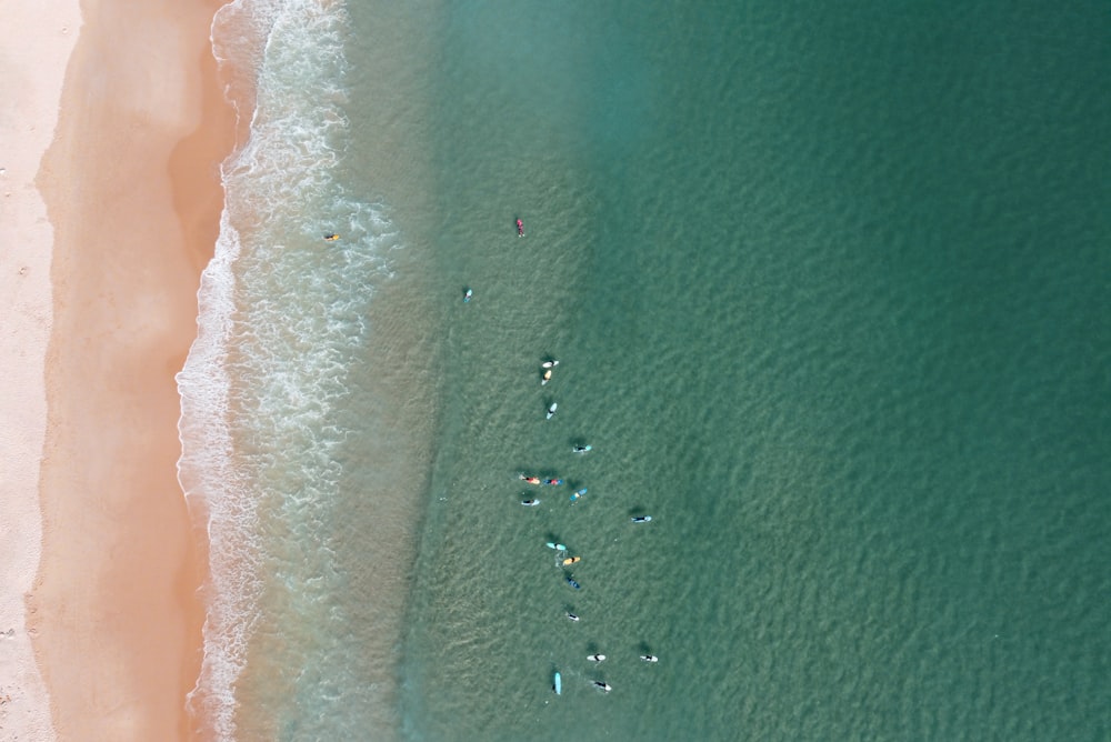 people on beach during daytime