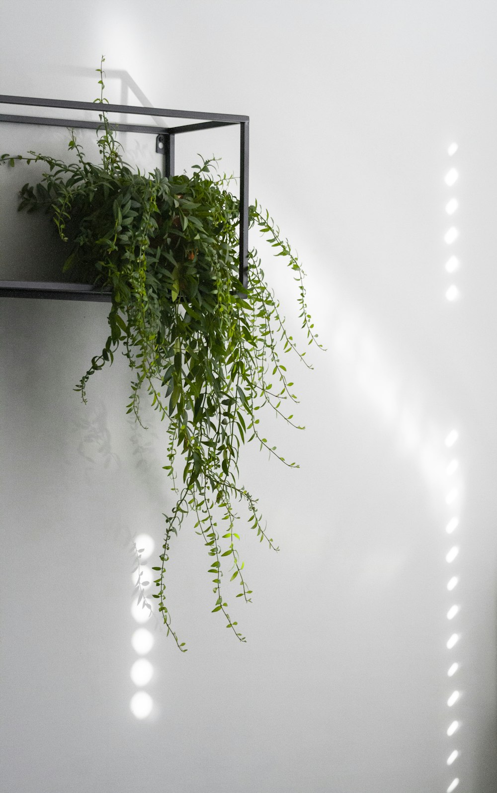 green plant on white wall