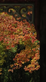 A lush canopy of maple leaves displays vibrant autumn colors, transitioning from green to shades of orange, red, and yellow. The scene is partially framed by ornate, dark woodwork, creating a picturesque view of the changing season against a backdrop of deeper forest greenery.
