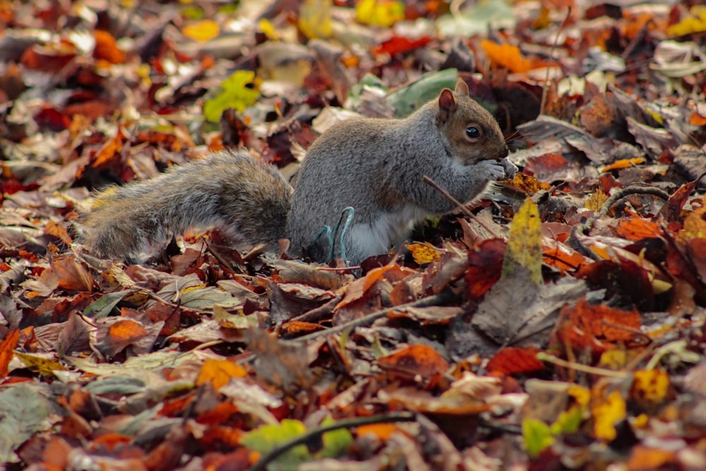 brown squirrel on brown dried leaves