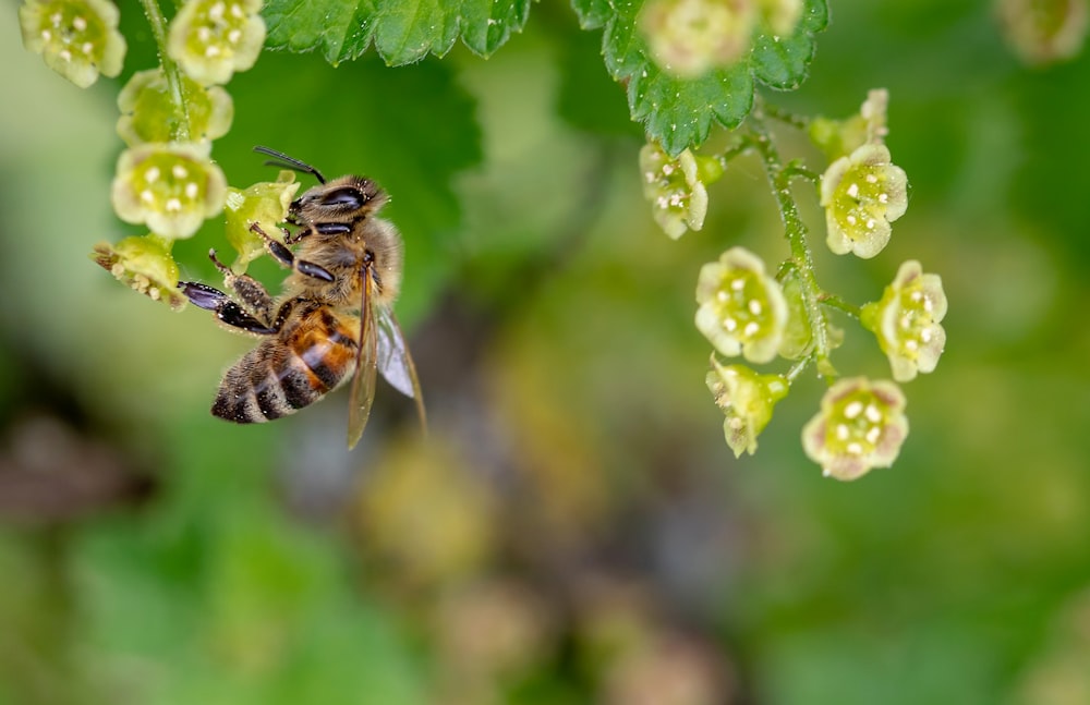 black and yellow bee on green flower