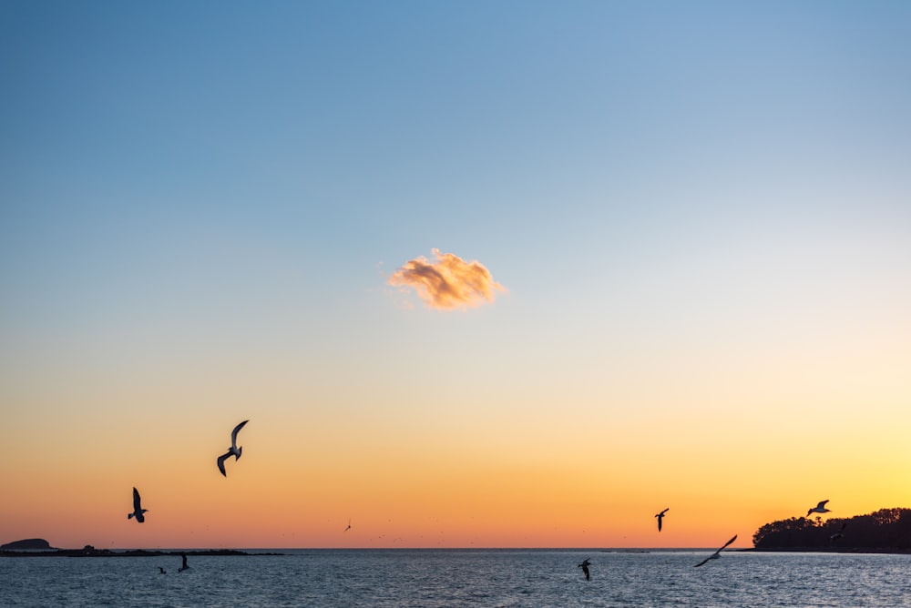 Silueta de pájaro que vuela sobre el mar durante la puesta del sol