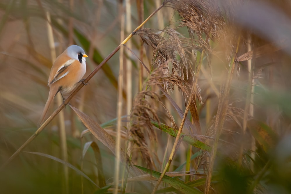 black and white bird on brown grass during daytime