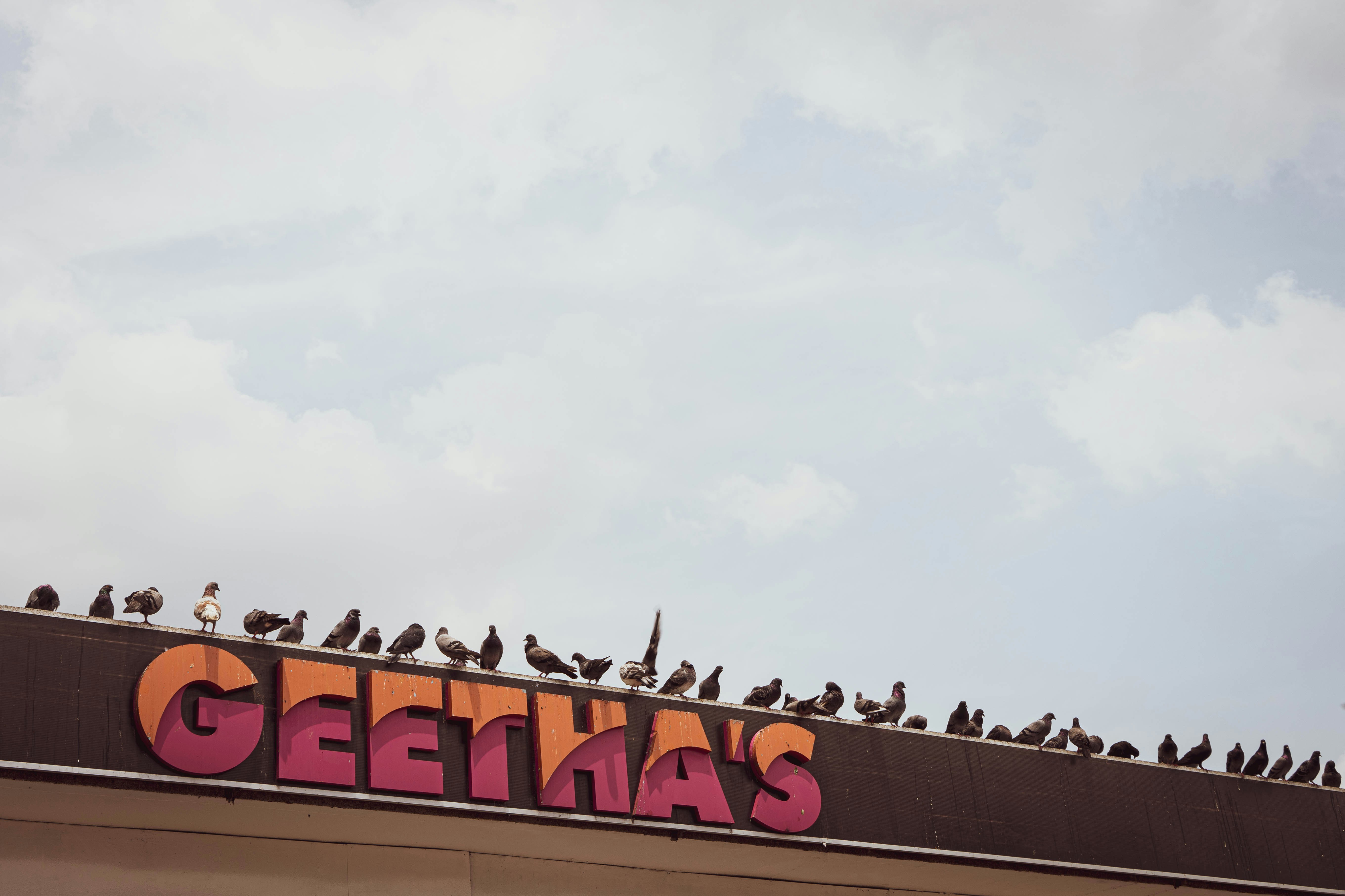 Effective Bird Control Solutions for Risky Birds in Pune