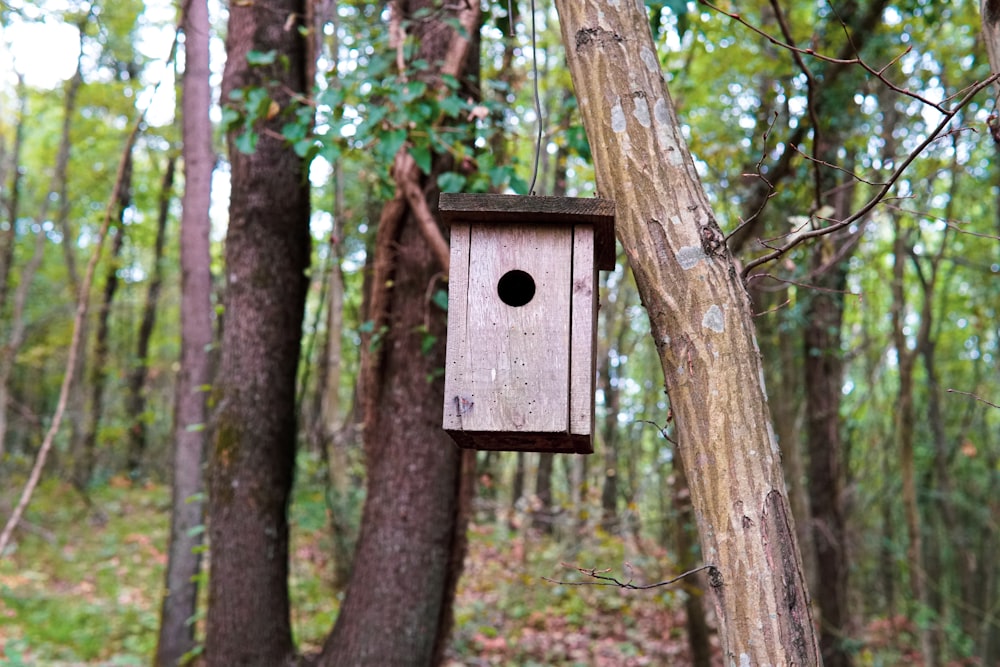 casa do pássaro de madeira marrom na árvore marrom